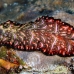 flatworm_polyclad_shag_h_0705_png0885.jpg